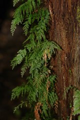 Abrodictyum caudatum