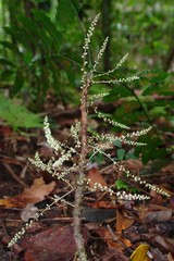 Lepidocupania glomeriflora