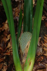 Pandanus clandestinus