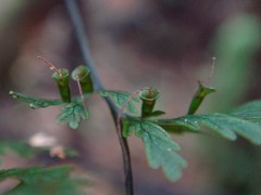 Abrodictyum dentatum