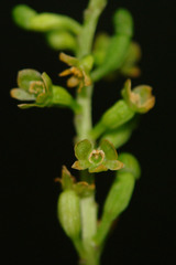 Crepidium taurinum