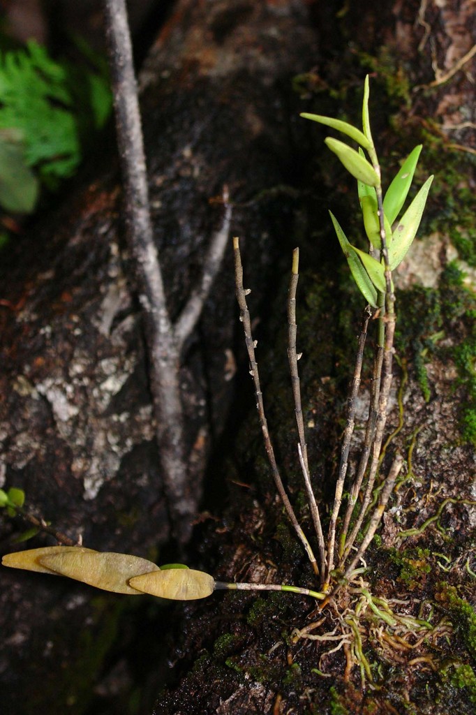 Dendrobium crassifolium Schltr. 4