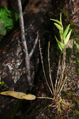 Dendrobium crassifolium