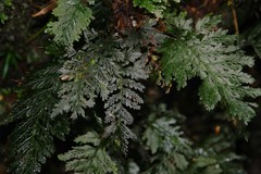 Abrodictyum dentatum