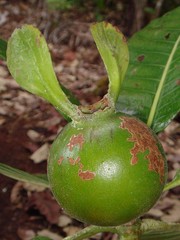 Gardenia oudiepe