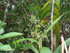 Joinvillea ascendens