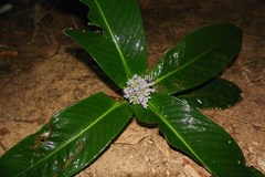 Psychotria baladensis