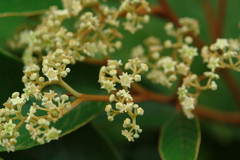 Alphitonia neocaledonica