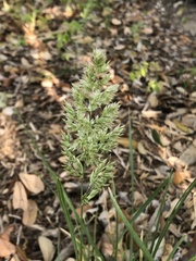 Poa arachnifera