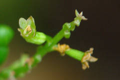Crepidium taurinum