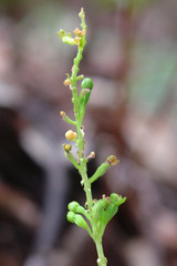 Crepidium taurinum