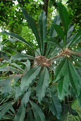Phelline dumbeensis