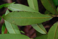 Syzygium lateriflorum