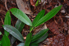 Syzygium lateriflorum