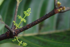 Spiraeanthemum