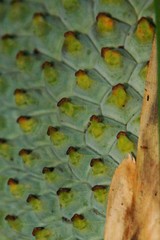 Pandanus clandestinus