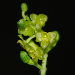 Crepidium taurinum