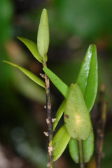 Dendrobium crassifolium