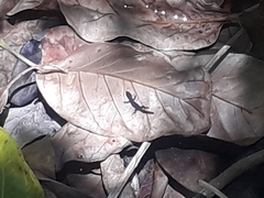 Sphaerodactylus fantasticus