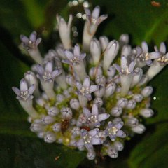 Psychotria baladensis