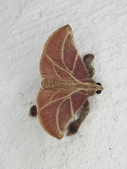 Pachypodistes goeldii