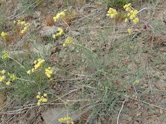 Lomatium simplex