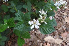 Rubus adenotrichos