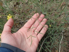 Lomatium simplex
