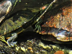 Trachemys scripta elegans
