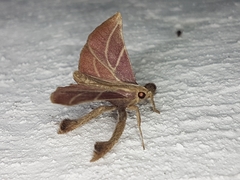 Pachypodistes goeldii