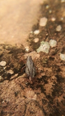 Batrachidea planus
