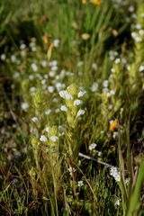 Castilleja rubicundula rubicundula