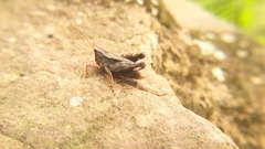 Batrachidea planus