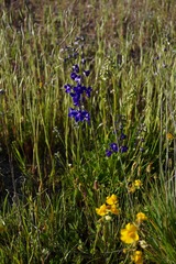 Delphinium uliginosum