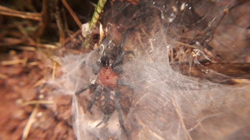 Diplura sanguinea