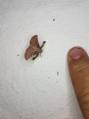 Pachypodistes goeldii