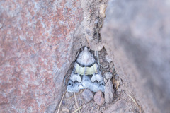 Drasteria pallescens