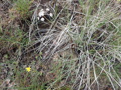 Lomatium geyeri
