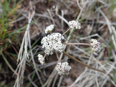Lomatium geyeri