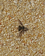 Bombylius curtirhynchus