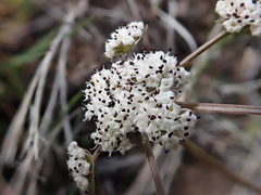 Lomatium geyeri