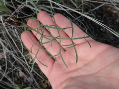 Lomatium geyeri