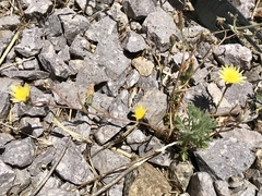 Malacothrix fendleri