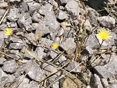 Malacothrix fendleri