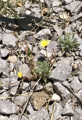 Malacothrix fendleri