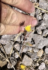 Malacothrix fendleri