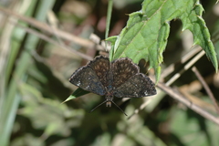 Staphylus tepeca