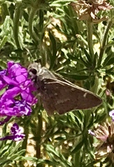 Atrytonopsis pittacus
