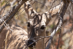 Odocoileus virginianus carminis