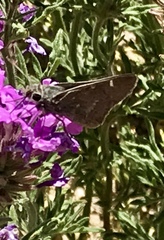 Atrytonopsis pittacus